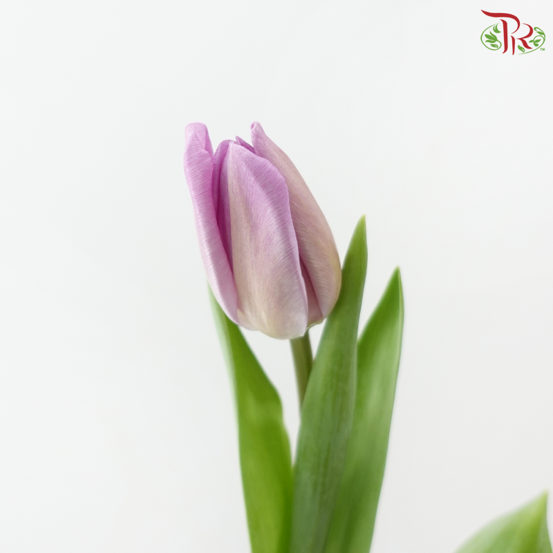 Tulip - Lilac (9-10 Stems)