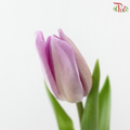 Tulip - Lilac (9-10 Stems)