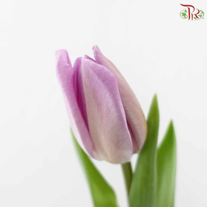 Tulip - Lilac (9-10 Stems)