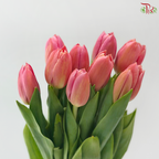 Tulip - Ace Salmon Pink (9-10 Stems)