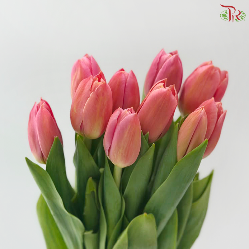 Tulip - Ace Salmon Pink (9-10 Stems)