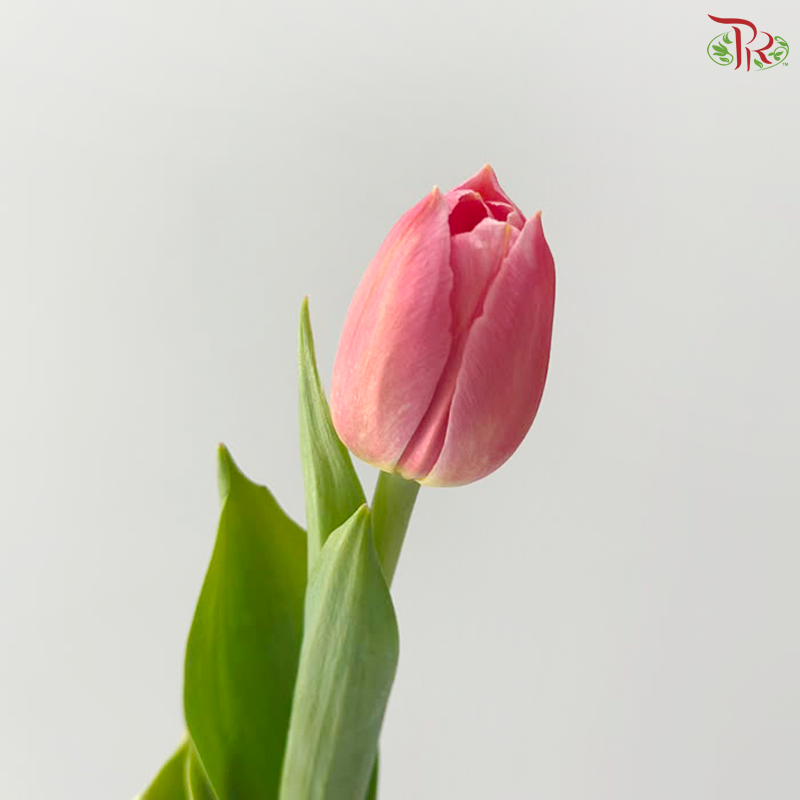 Tulip - Ace Salmon Pink (9-10 Stems)