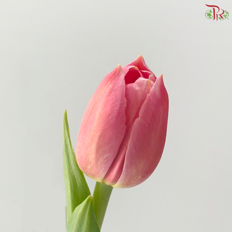 Tulip - Ace Salmon Pink (9-10 Stems)