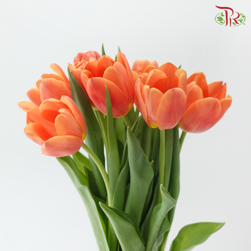 Tulip - Time Out (9-10 Stems)