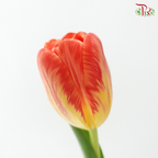 Tulip - Time Out (9-10 Stems)