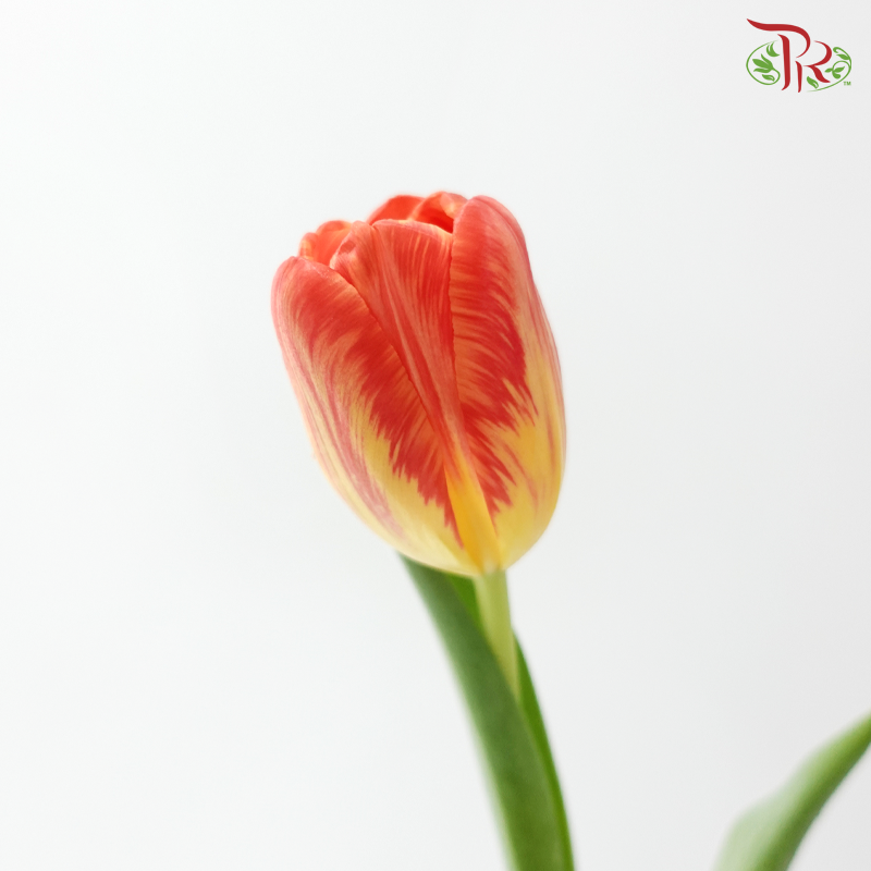 Tulip - Time Out (9-10 Stems)