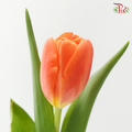 Tulip - Time Out (9-10 Stems)