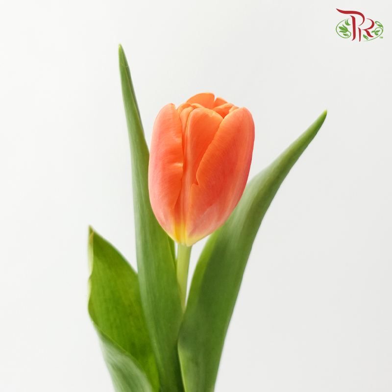 Tulip - Time Out (9-10 Stems)