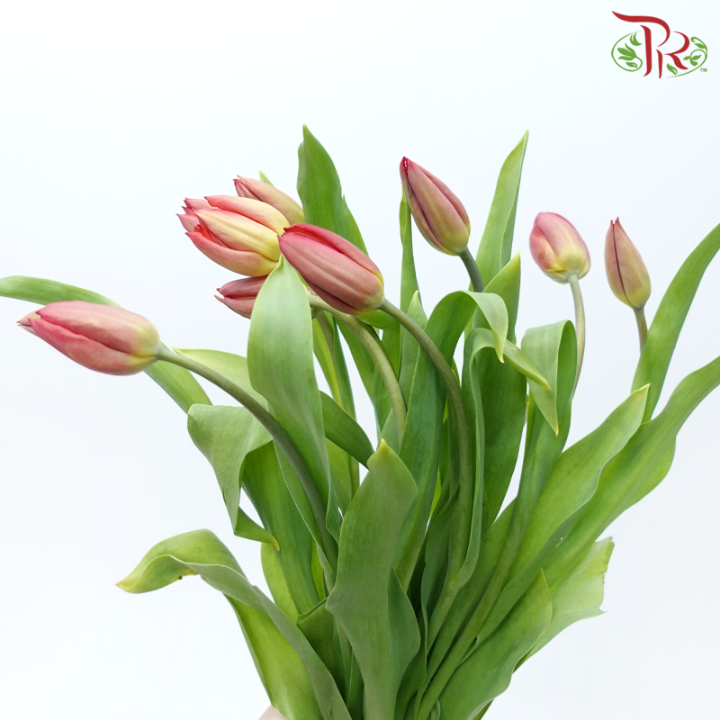 Tulip - Love Flight (9-10 Stems)