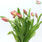 Tulip - Love Flight (9-10 Stems)