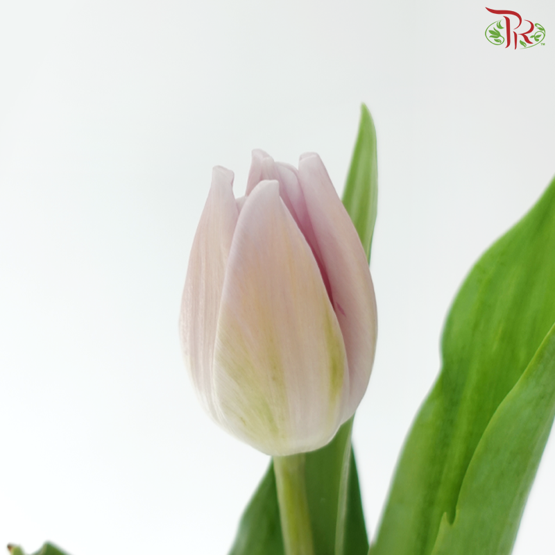Tulip - Sweet Breeze (9-10 Stems)