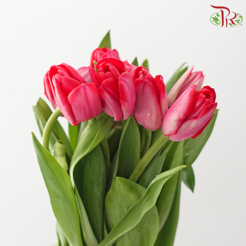 Tulip - Amaranth (9-10 Stems)