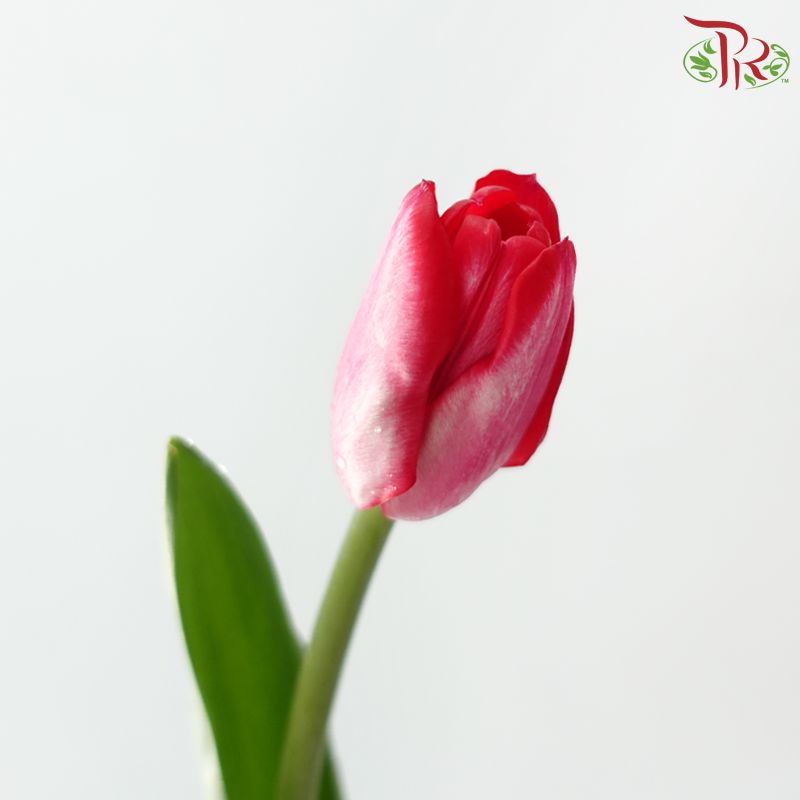 Tulip - Amaranth (9-10 Stems)