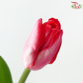 Tulip - Amaranth (9-10 Stems)