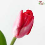 Tulip - Amaranth (9-10 Stems)