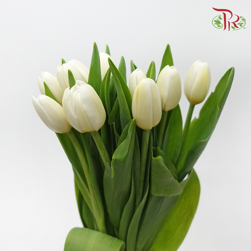 Tulip - Antarctica (5 Stems / 10 Stems)