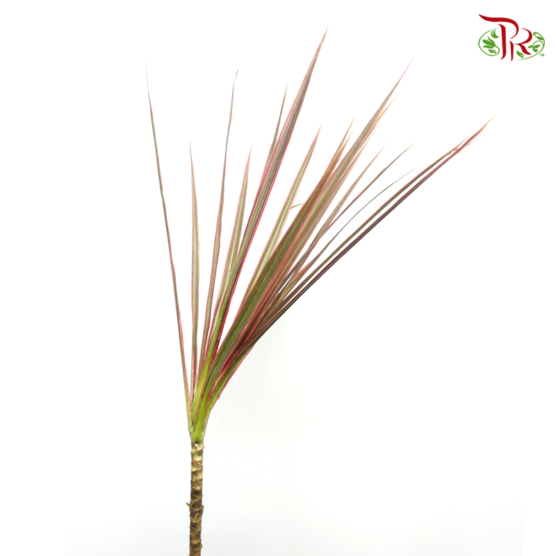 Marginata Leaf - Green With Red Line (Per Bunch) - Pudu Ria Florist