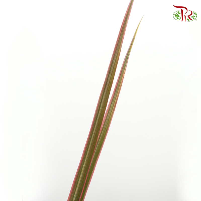 Marginata Leaf - Green With Red Line (Per Bunch)
