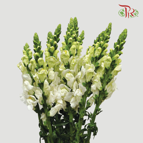 Snapdragon - White (10 Stems) - Pudu Ria Florist