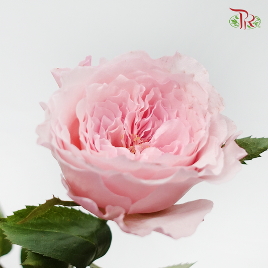 Rose - Pink Mayras (10 Stems)
