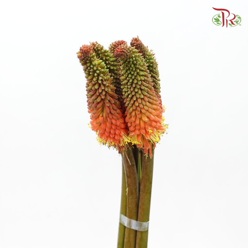 Kniphofia - 2 Stems