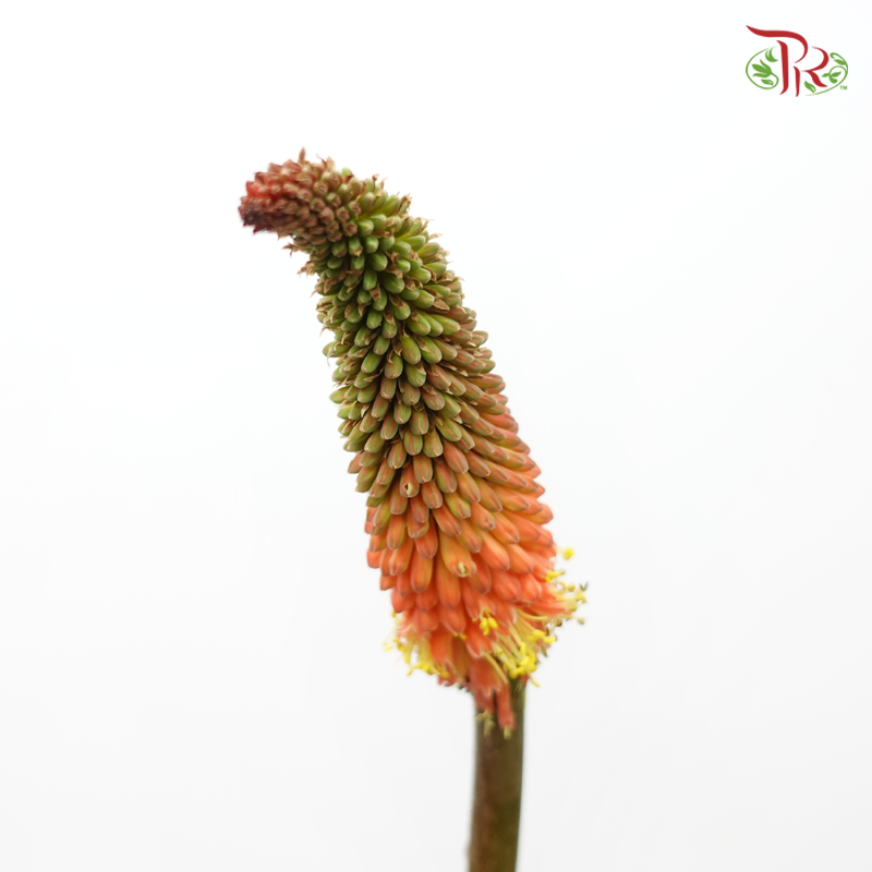 Kniphofia - 2 Stems