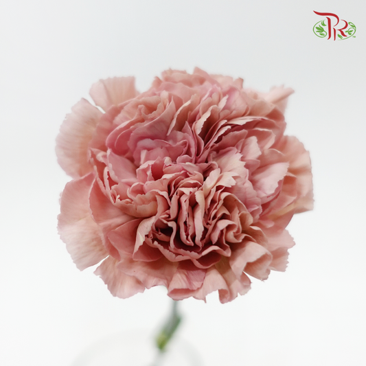 Carnation - Lege Pink (10 Stems)