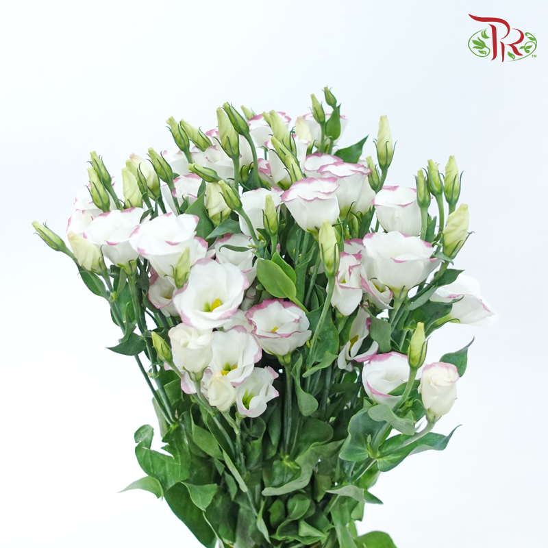 Eustoma - Pink Picotee (10 Stems)