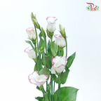 Eustoma - Pink Picotee (10 Stems)