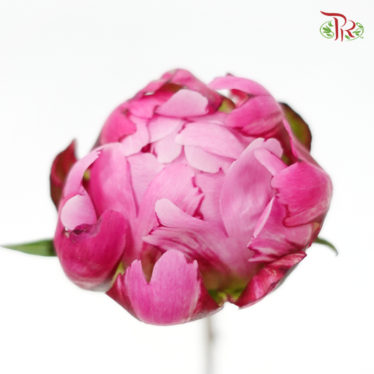Peony - Chinese Herbaceous (10 Stems)