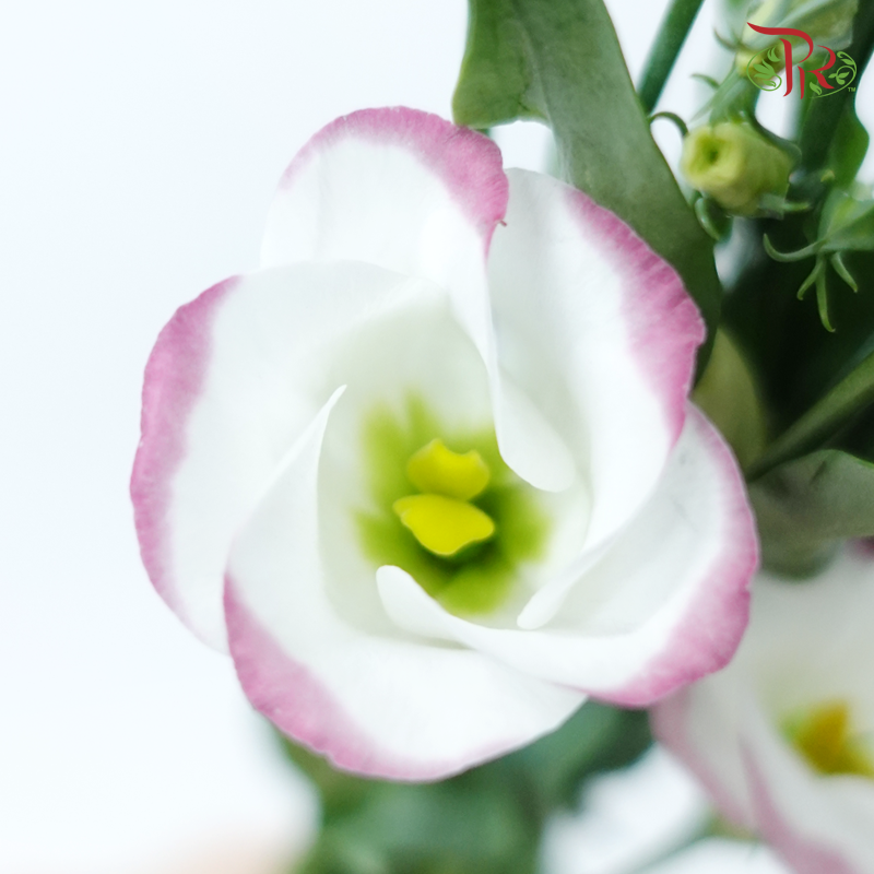 Eustoma - Pink Picotee (10 Stems)