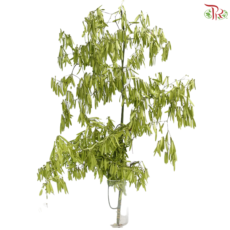 Dragonfly Bean (Per Bunch)