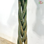 Pachira 5 Plaits 3'OH《发财树》