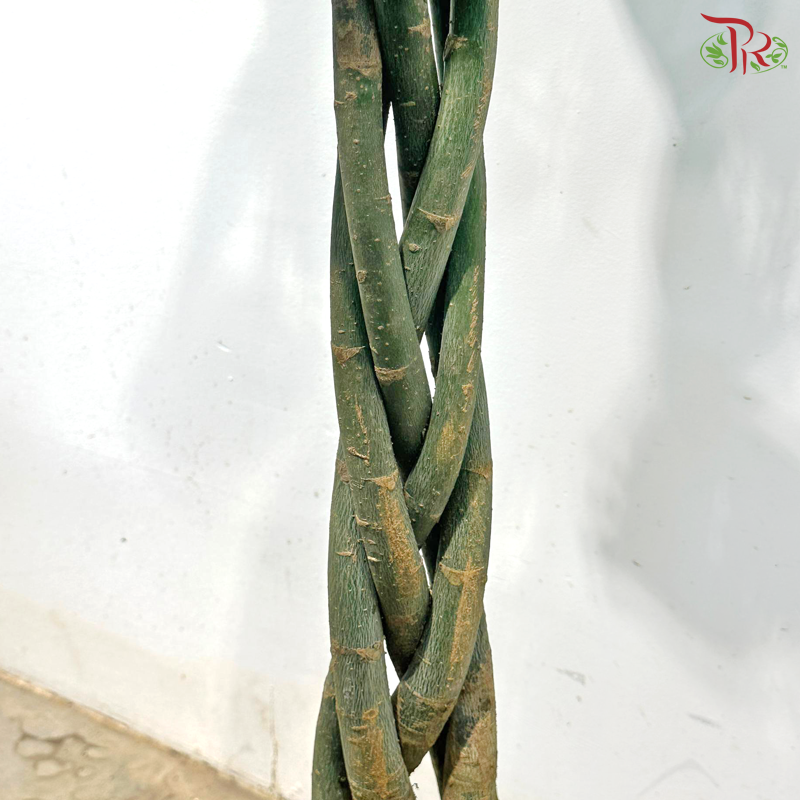 Pachira 5 Plaits 3'OH《发财树》