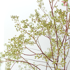 Mini Fruit Branch (Per Stem)