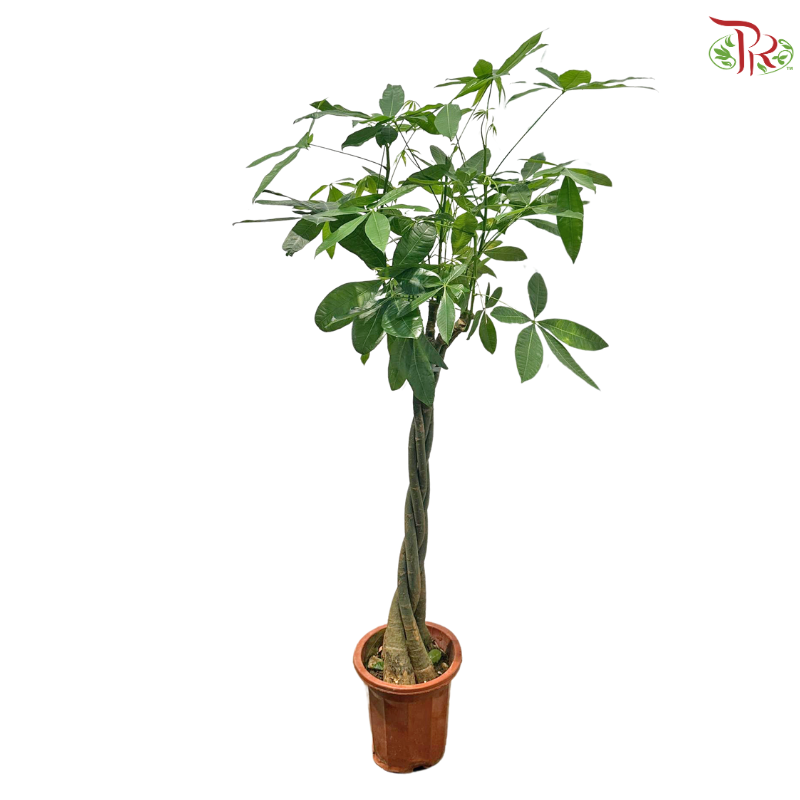 Pachira 5 Plaits 3'OH《发财树》