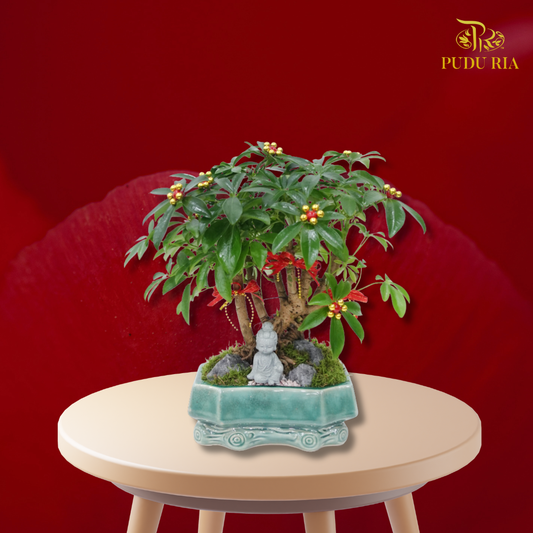 【CNY 2026】Seven Miles Fortune (Schefflera Plant) 《七里招财》