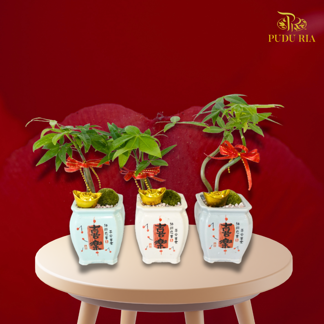 【CNY 2026】Everlasting Prosperity (Pachira Plant)《财运常青》