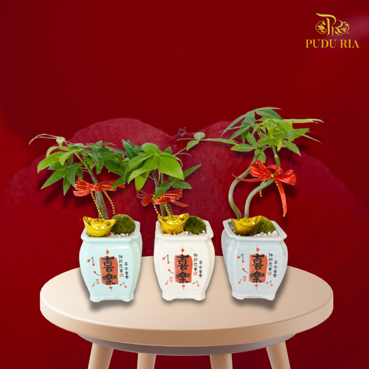 【CNY 2026】Everlasting Prosperity (Pachira Plant)《财运常青》