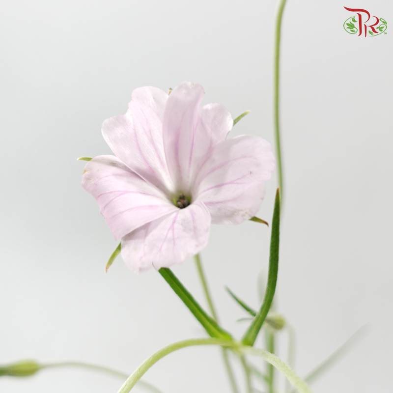 Vaccaria Hispanica - Lilac (5 Stems)