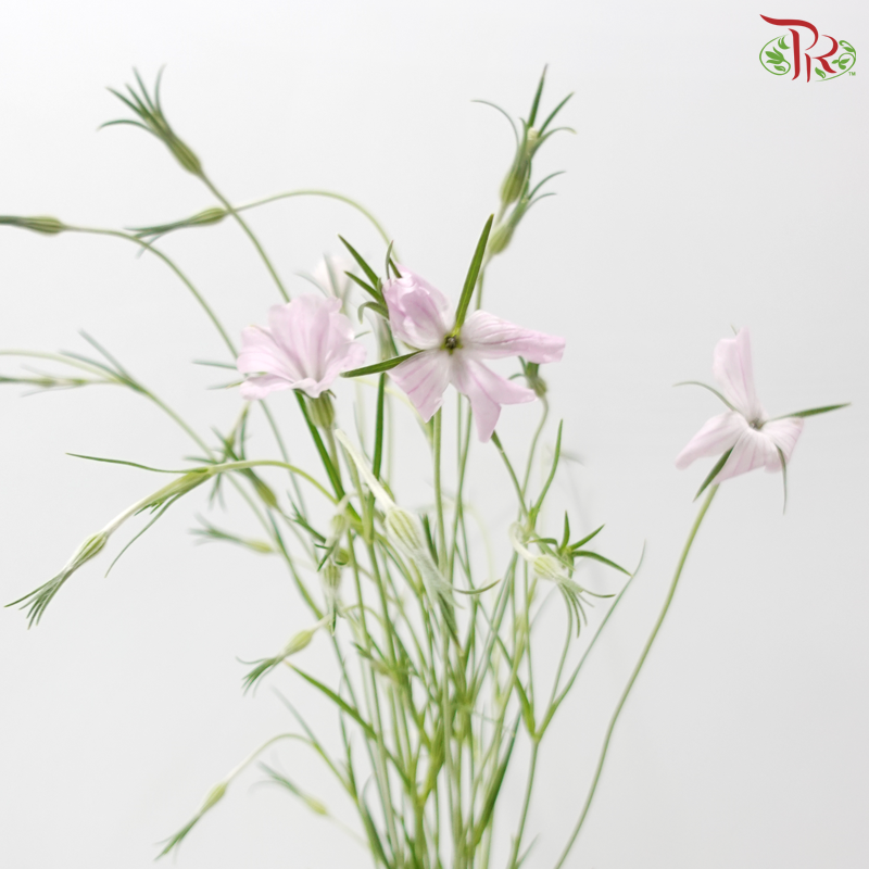 Vaccaria Hispanica - Lilac (5 Stems)