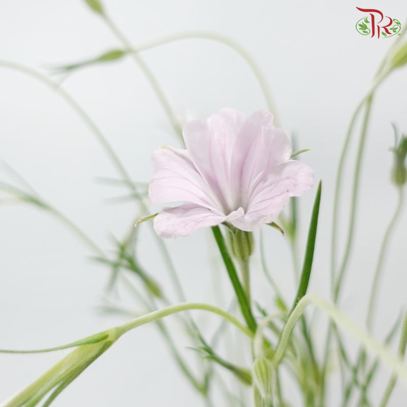 Vaccaria Hispanica - Lilac (5 Stems)