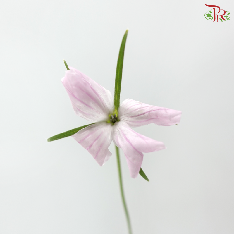 Vaccaria Hispanica - Lilac (5 Stems)