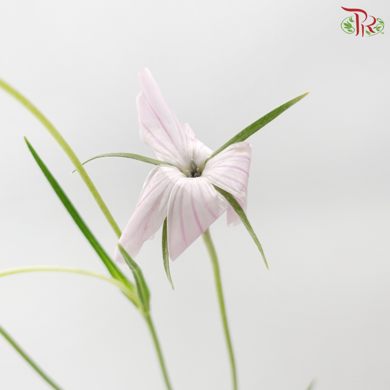 Vaccaria Hispanica - Lilac (5 Stems)