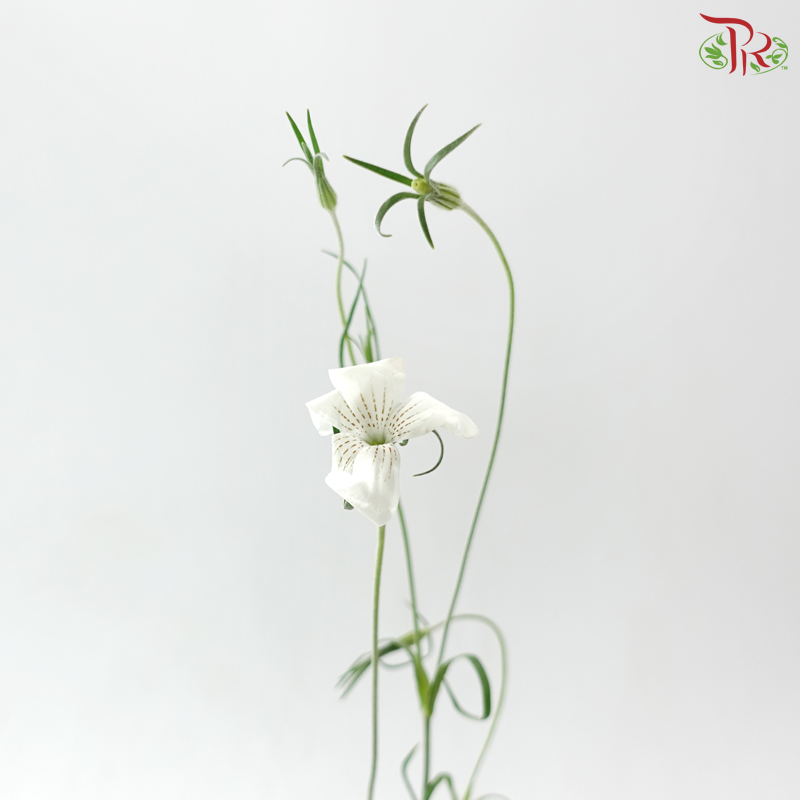Vaccaria Hispanica - White (5 Stems)