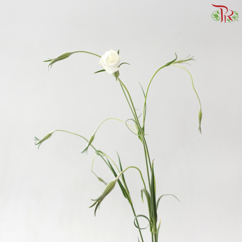 Vaccaria Hispanica - White (5 Stems)