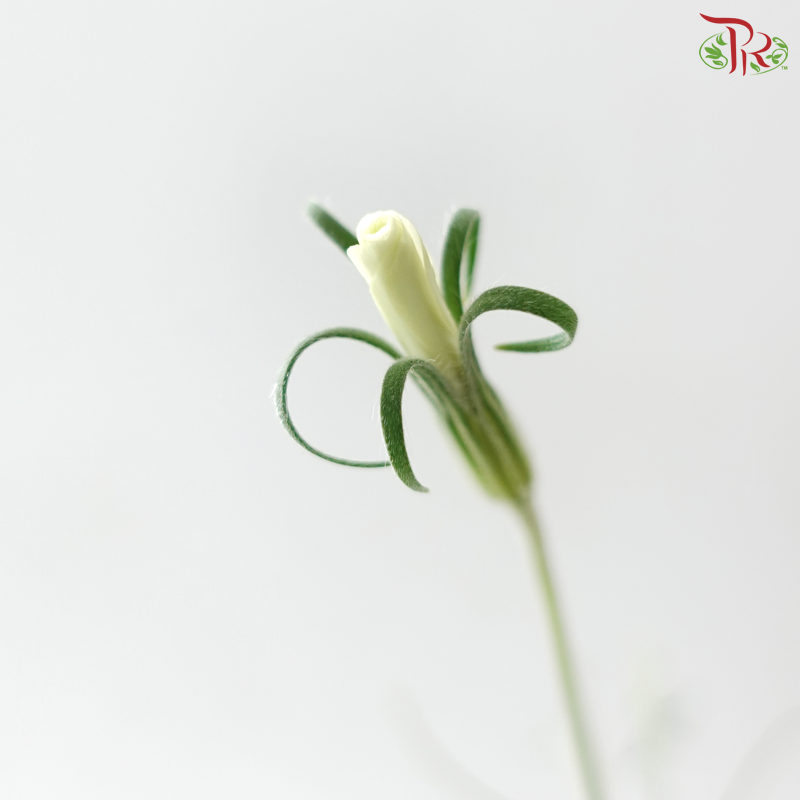 Vaccaria Hispanica - White (5 Stems)