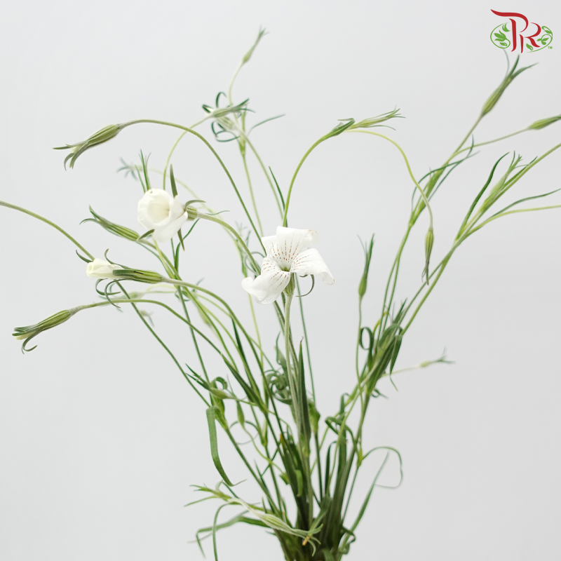 Vaccaria Hispanica - White (5 Stems)