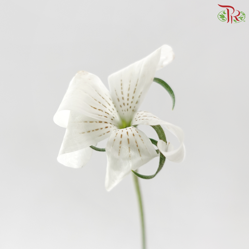 Vaccaria Hispanica - White (5 Stems)