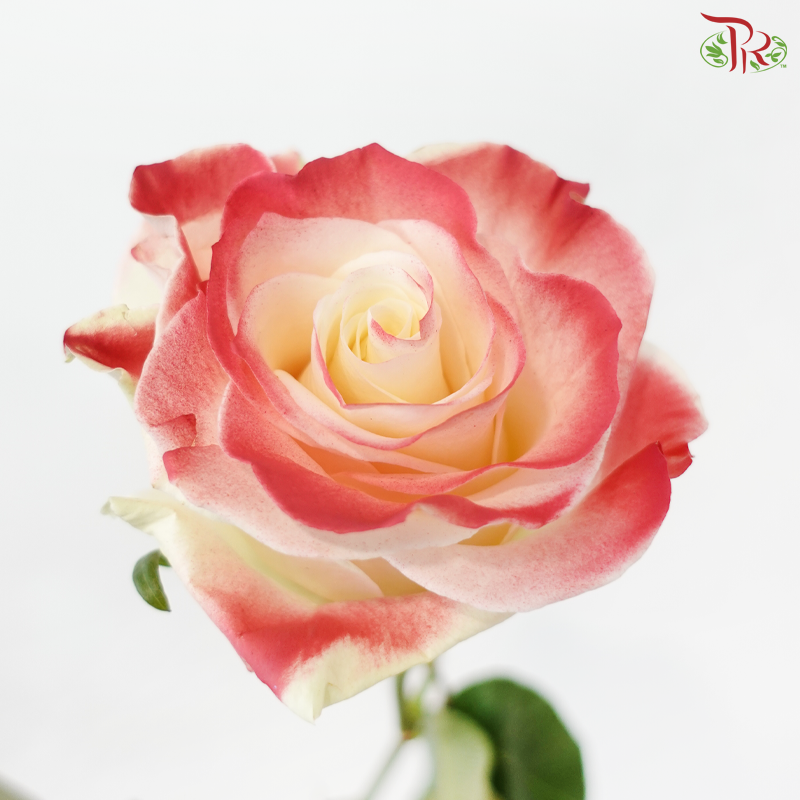 Star Rose - Valentine 16 (10 Stems)